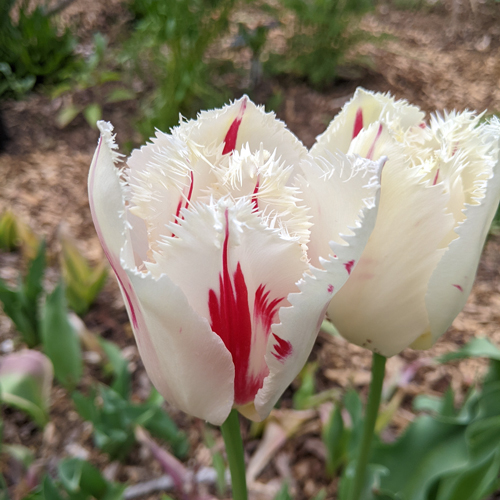Tulip flowers from Wild Pines Farm, Union South Carolina